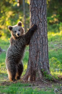 Eurasian Brown Bear (Ursus arctos) standing at tree in forest, Finland