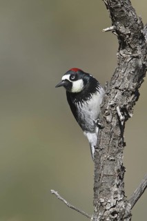 Acorn Woodpecker (Melanerpes formicivorus), New Mexico, USA