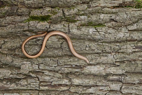 Slow worm (Anguis fragilis) adult reptile on a tree stump in summer, England, United Kingdom