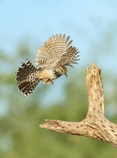 Cactus Wren (Campylorhynchus brunneicapillus) landing on a branch, California, USA