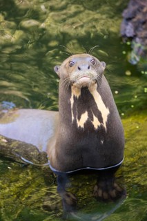 Portrait of a male giant otter or giant river otter (Pteronura brasiliensis)