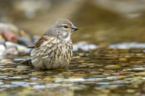Common Linnet (Linaria cannabina) female in little stream, Mecklenburg-Western Pomerania, Germany