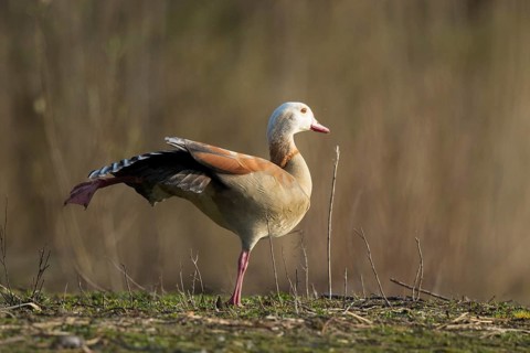 Egyptian Goose (Alopochen aegyptiaca) stretching wing and leg, North Rhine-Westphalia, Germany