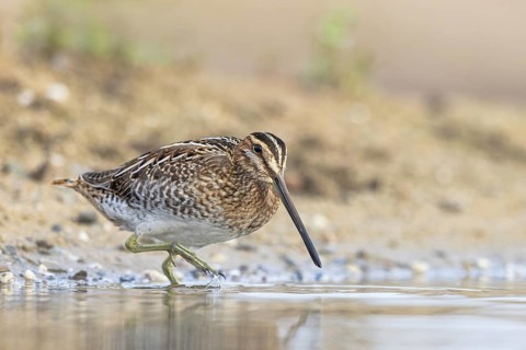 Common Snipe (Gallinago gallinago), North Rhine-Westphalia, Germany