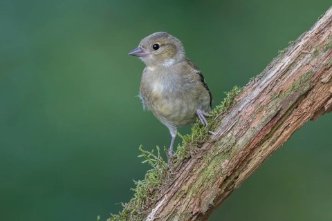 Common Chaffinch (Fringilla coelebs) juvenile, North Rhine-Westphalia, Germany