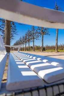 White park bench in the avenue with clear-cut trees under a clear sky in a quiet atmosphere,
