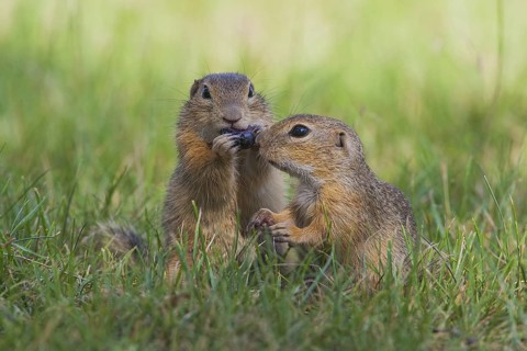 Ziesel, Spermophilus citellus, European ground squirrel