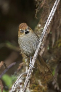 Black-throated Thistletail (Schizoeaca harterti) perched on a branch in Bolivia, South America