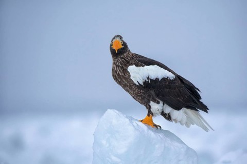 Steller's Sea Eagle (Haliaeetus pelagicus), Hokkaido, Japan