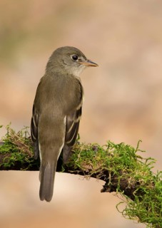 Least Flycatcher, Empidonax minimus, perched near a pond in Saskatoon, Saskatchewan