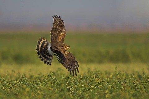 Hen Harrier (Circus cyaneus) female flying, Netherlands