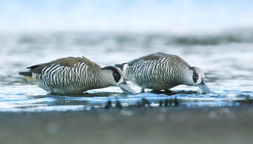 Pink-eared Duck (Malacorhynchus membranaceus) pair, Victoria, Australia