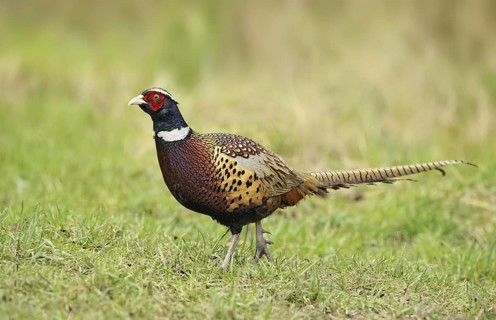 Common Pheasant (Phasianus colchicus) male, British Columbia, Canada