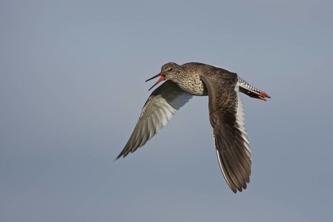 Common Redshank (Tringa totanus) male calling in flight, Lower Saxony, Germany