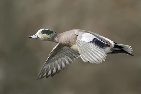 American Wigeon (Mareca americana) male flying, British Columbia, Canada