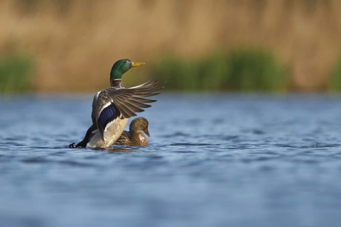 Mallard (Anas platyrhynchos) mating, Utrecht, Netherlands