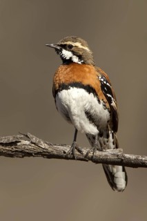 Chestnut-breasted Quail-thrush (Cinclosoma castaneothorax) male, Queensland, Australia