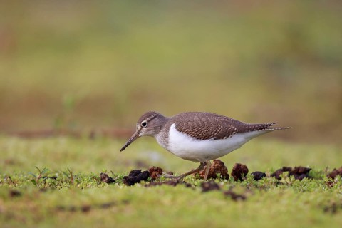 Common Sandpiper (Actitis hypoleucos) foraging, North Rhine-Westphalia, Germany