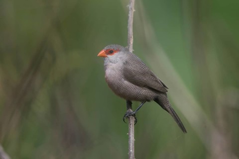 Common Waxbill (Estrilda astrild) perched on a branch, Cape Verde