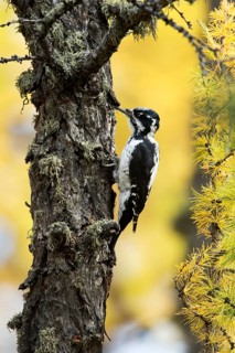 Eurasian Three-toed Woodpecker (Picoides tridactylus tridactylus) female climbing tree in larch