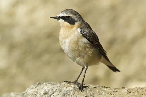 Northern Wheatear (Oenanthe oenanthe) female