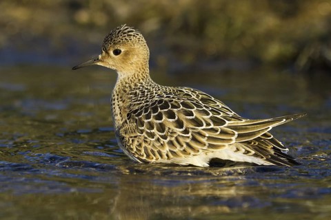 Buff-breasted Sandpiper (Calidris subruficollis), Asturias, Spain
