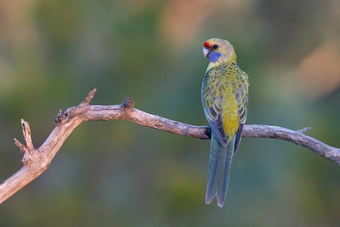 Yellow Rosella (Platycercus elegans flaveolus) male, Victoria, Australia