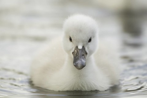 Mute Swan (Cygnus olor) juvenile, North Rhine-Westphalia, Germany