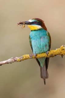 European Bee-eater (Merops apiaster) perched on a branch, Poland