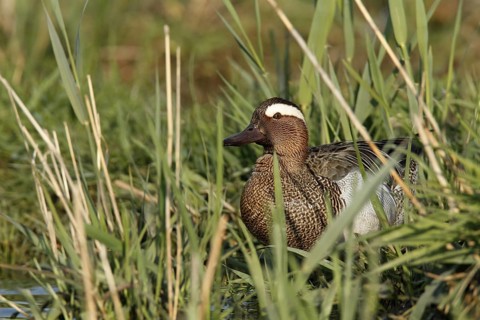 Garganey (Spatula querquedula) male, Lower Saxony, Germany