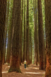 A woman strolls alone through a tranquil forest of towering redwoods in the Great Ocean Road,