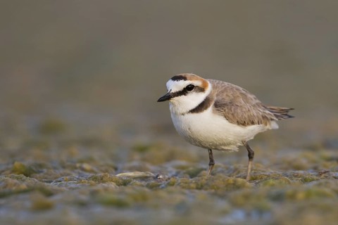 Kentish Plover (Charadrius alexandrinus), Oman