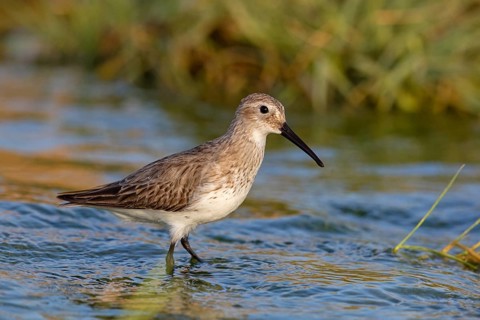 Animal, Animals, Bird, Birds, dunlin (Calidris alpina), Snipe bird, Raysut, Heligoland,