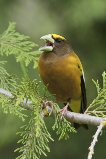 Evening Grosbeak (Hesperiphona vespertina) male singing, British Columbia, Canada