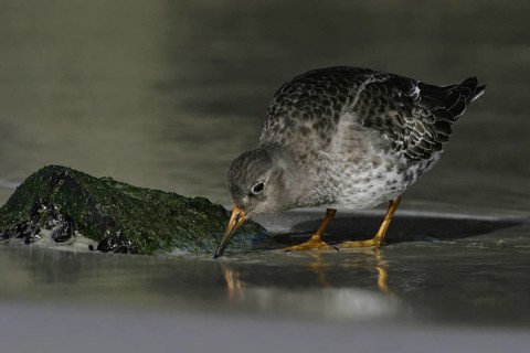 Purple Sandpiper (Calidris maritima), New Jersey, USA