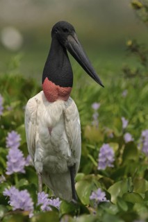 Jabiru (Jabiru mycteria), Pantanal, Brazil