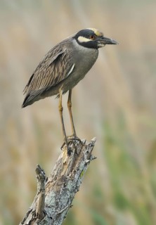 Yellow-crowned Night Heron (Nyctanassa violacea), Texas, USA