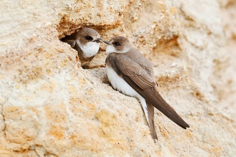 Sand martin (Riparia riparia), pair at the breeding tube, Schleswig-Holstein, Germany