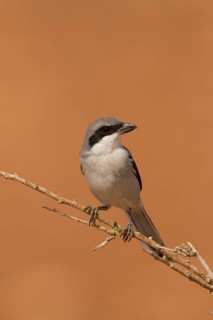 Southern Grey Shrike (Lanius meridionalis), Morocco