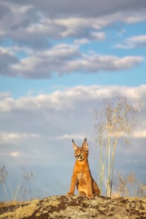 Caracal (Caracal caracal) lonely cub sitting on lookout looking into the distance, Castile-La