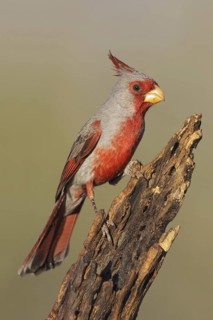 Pyrrhuloxia (Cardinalis sinuatus) male, Arizona, USA