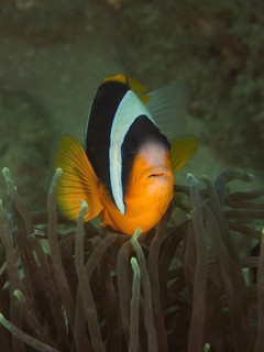 Allard's clownfish (Amphiprion allardi)