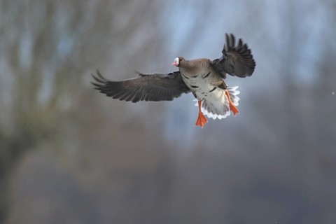Greater White-fronted Goose (Anser albifrons) landing, North Rhine-Westphalia, Germany
