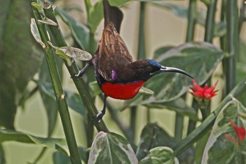 Hunter's Sunbird, Chalcomitra hunteri, male