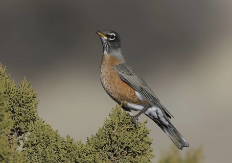 American Robin (Turdus migratorius), New Mexico, USA