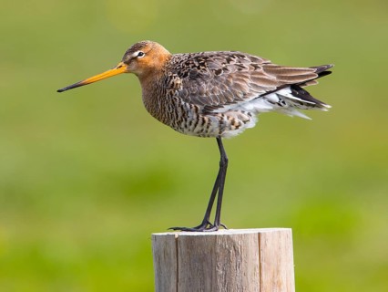 Black-tailed Godwit (Limosa limosa) perched on a pale, Texel, Netherlands