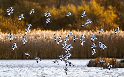 Pied Avocet, Recurvirostra avosetta, birds in flight over winter marshes