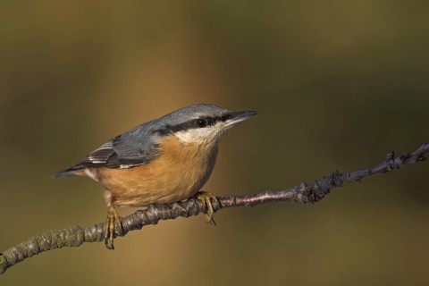 Eurasian Nuthatch (Sitta europaea), Rhineland-Palatinate, Germany