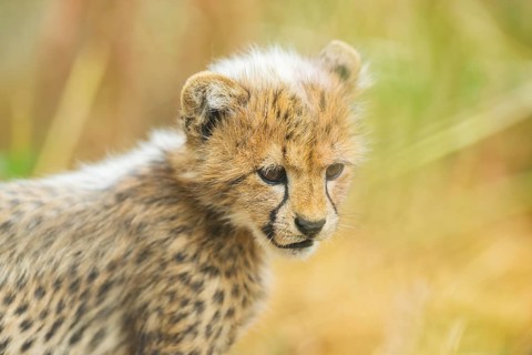 Cheetah (Acinonyx jubatus) youngster, portrait, captive, occurrence Africa