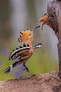 Eurasian Hoopoe (Upupa epops) feeding chick in breeding cavity, Saxony-Anhalt, Germany